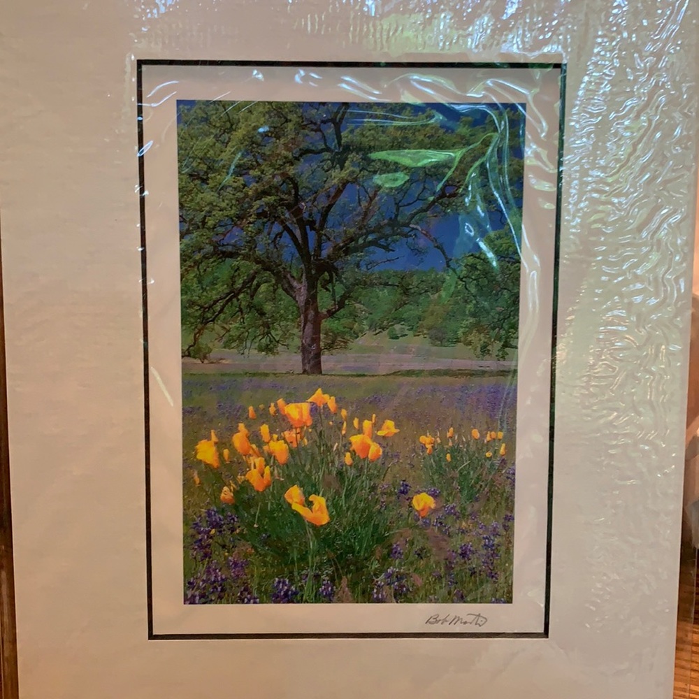 Bob Martin’s “Poppies, Lupines & Oak”photograph
